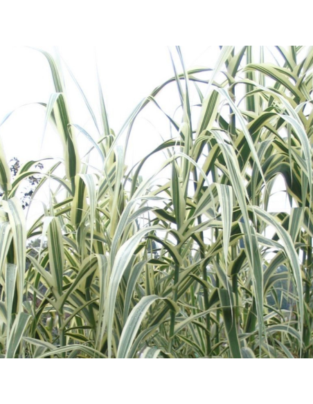 Canne de Provence Versicolor