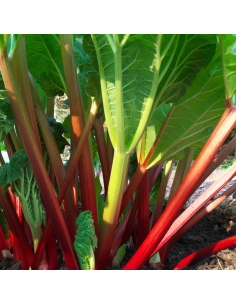 Rhubarbe Holsteiner Blut