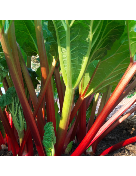 Rhubarbe Holsteiner Blut