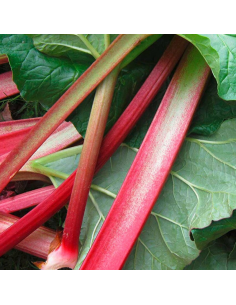 Rhubarbe Holsteiner Blut 2