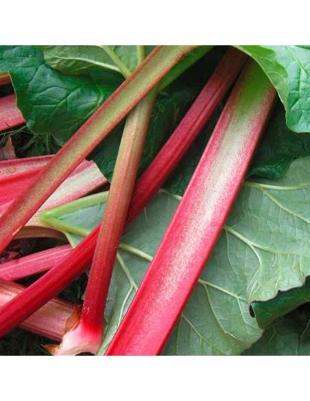 Rhubarbe Holsteiner Blut