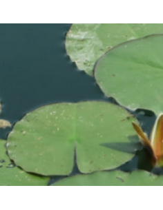 Nénuphar Hollandia - Nymphaea Hollandia 2