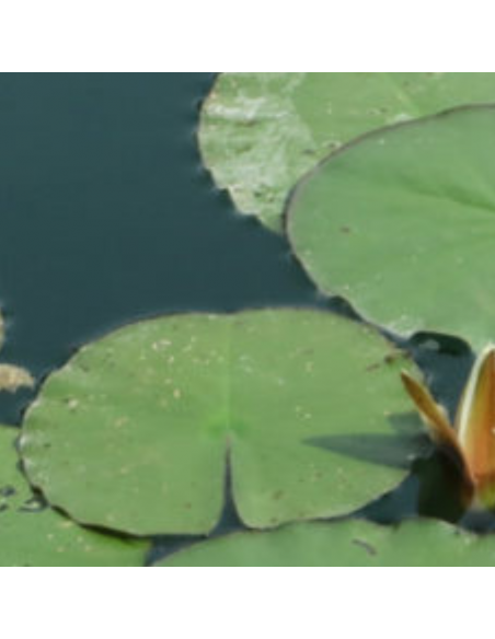 Nénuphar Hollandia - Nymphaea Hollandia