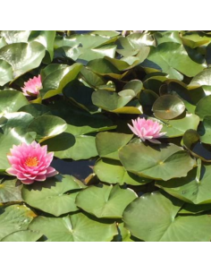 Nénuphar Hollandia - Nymphaea Hollandia