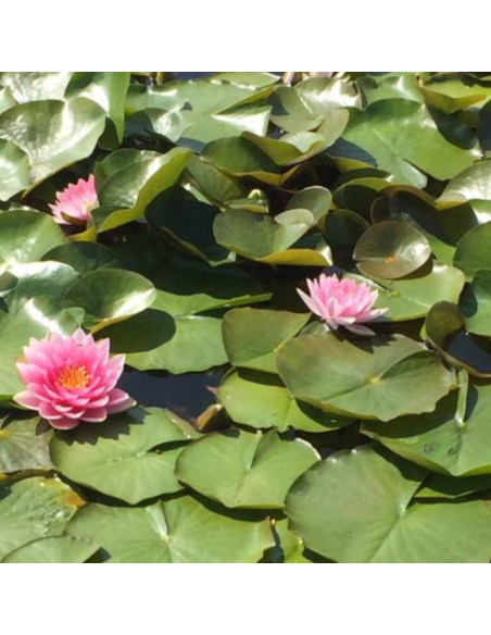 Nénuphar Hollandia - Nymphaea Hollandia