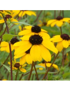 Rudbeckia Triloba 2