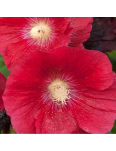 Rose trémière à fleurs simples - Lot de 4