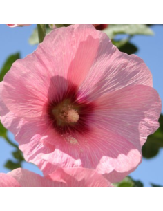 Rose trémière à fleurs simples - Lot de 4 2