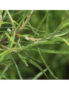 Saule à feuilles d'argousier - Salix Eleagnus Angustifolia 2