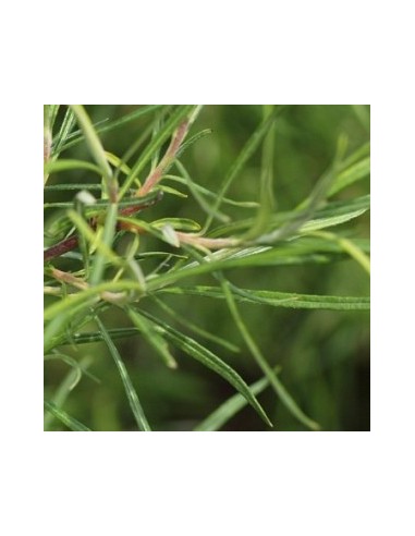 Saule à feuilles d'argousier