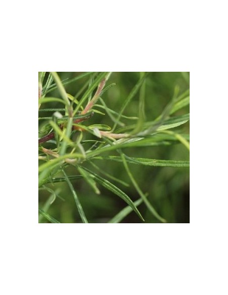 Saule à feuilles d'argousier