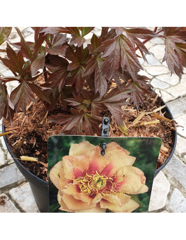 Pivoine Itoh Callies Memory