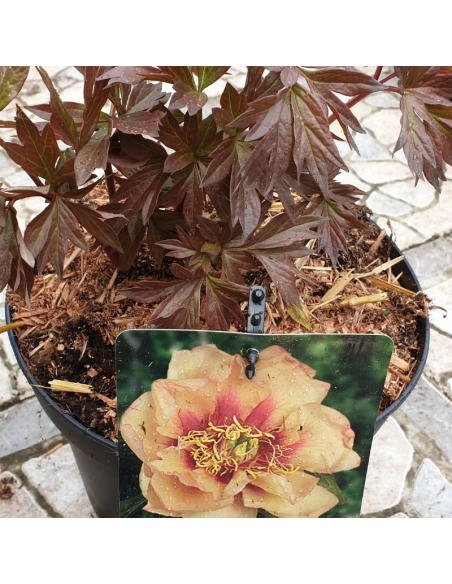 Pivoine Itoh Callies Memory