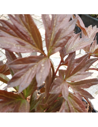 Pivoine Itoh Callies Memory