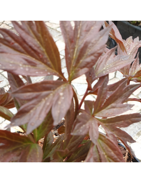 Pivoine Itoh Callies Memory