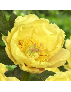 Pivoine Itoh Garden Treasure