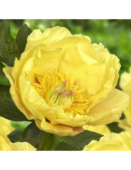 Pivoine Itoh Garden Treasure