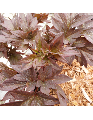 Pivoine Itoh Garden Treasure