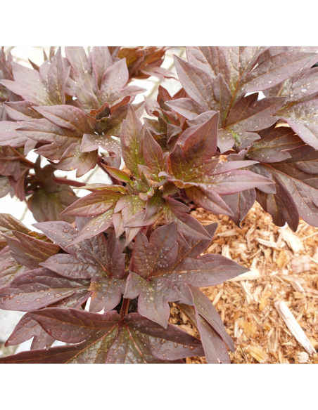 Pivoine Itoh Garden Treasure