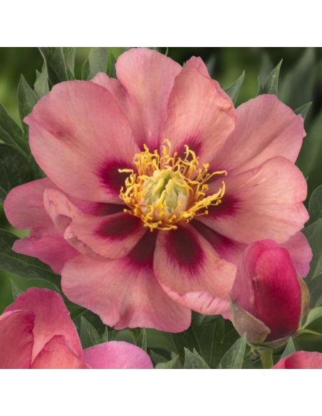 Pivoine Itoh Old Rose Dandy