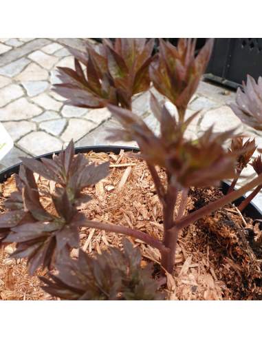 Pivoine Itoh Old Rose Dandy