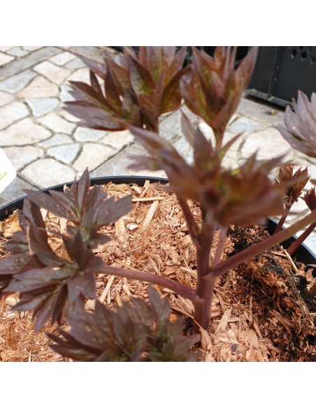 Pivoine Itoh Old Rose Dandy