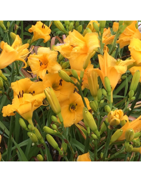 Hémerocalle Bakabana