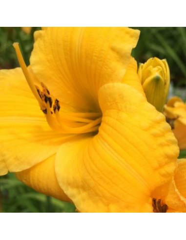 Hémerocalle Bakabana