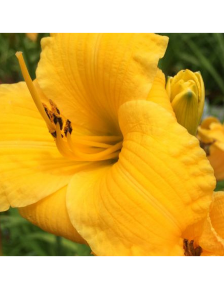 Hémerocalle Bakabana