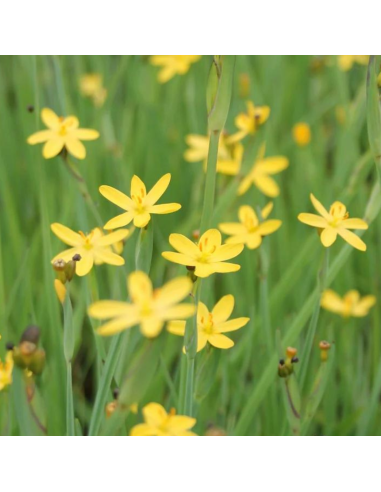 Bermudienne de Californie