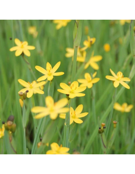 Bermudienne de Californie