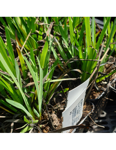 Bermudienne de Californie