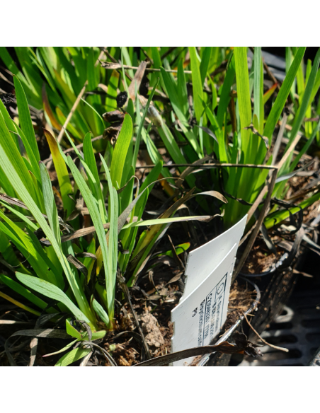 Bermudienne de Californie