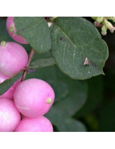 Symphorine de Chenault Hancock - Symphoricarpos... 2