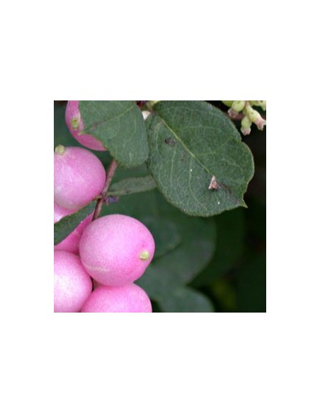 Symphorine de Chenault "Hancock"