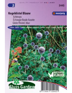 Semences Boule azurée - Echinops blue globe