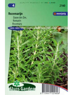 Semences de Romarin