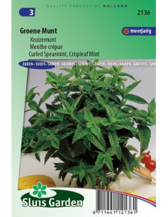 Semences de Menthe crépue