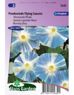 Semences Ipomée Flying saucers