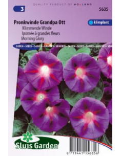 Semences Ipomée Grandpa Ott