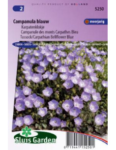Semences Campanule des Carpates - Campanula Carpatica
