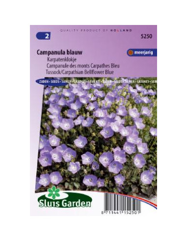 Semences Campanule des Carpates - Campanula Carpatica