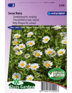 Marguerite annuelle Snow Daisy