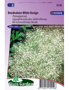 Gypsophile paniculée - Gypsophila paniculata