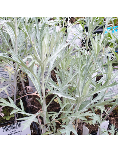 Armoise Silver queen