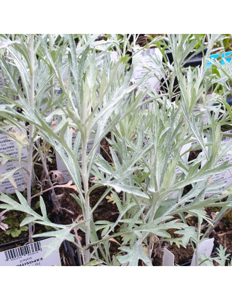 Armoise Silver queen