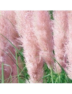 Herbe de la pampa rose
