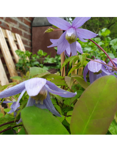 Clématite des Alpes