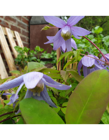 Clématite des Alpes