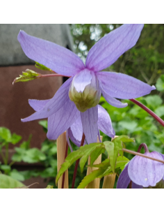 Clématite des Alpes